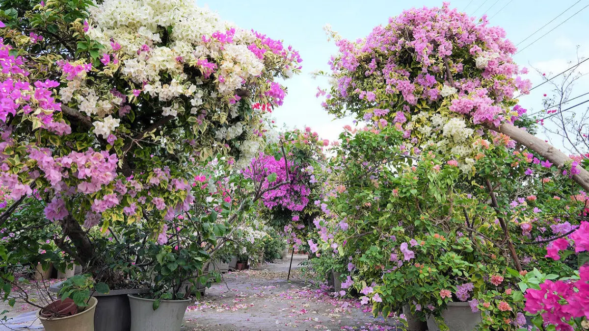 中壢九重葛花園