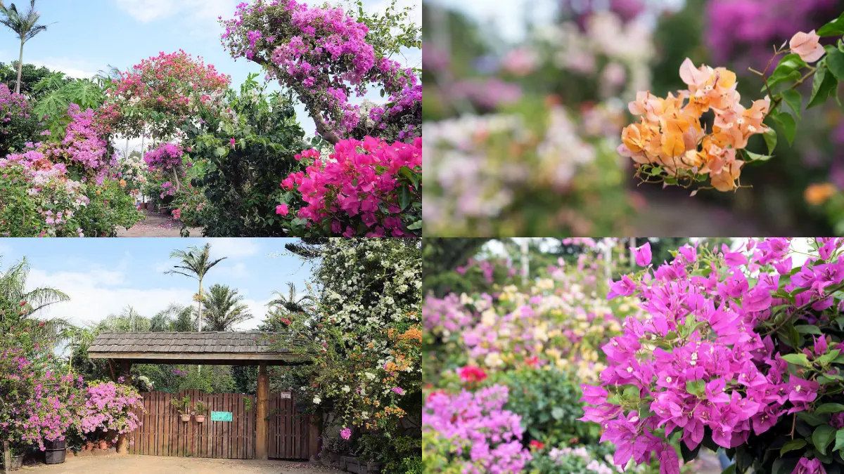 中壢隱藏版秘境花園！上百棵九重葛大爆開，繽紛花海包圍步道拍出夢幻庭園美照