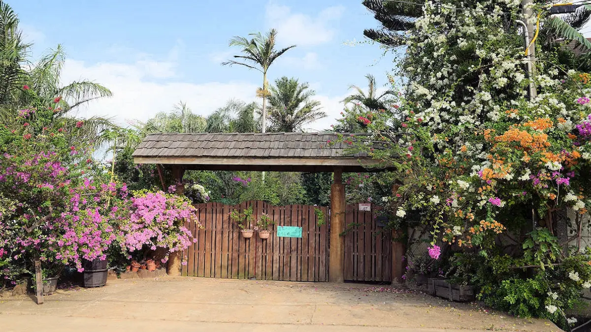 中壢隱藏版秘境花園!上百棵九重葛大爆開,繽紛花海包圍步道拍出夢幻庭園美照 中壢隱藏版秘境花園!上百棵九重葛大爆開,繽紛花海包圍步道拍出夢幻庭園美照