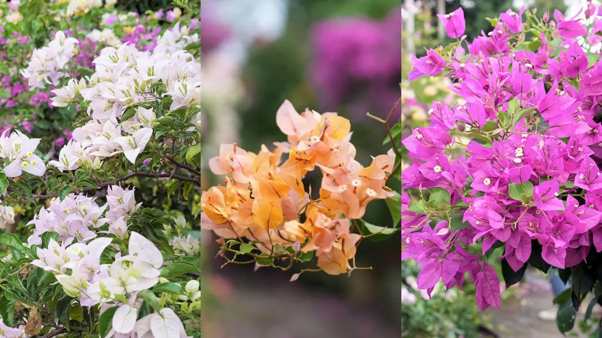 中壢隱藏版秘境花園!上百棵九重葛大爆開,繽紛花海包圍步道拍出夢幻庭園美照 中壢隱藏版秘境花園!上百棵九重葛大爆開,繽紛花海包圍步道拍出夢幻庭園美照