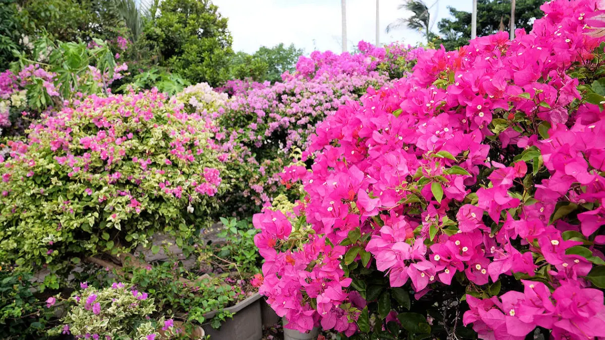 中壢隱藏版秘境花園!上百棵九重葛大爆開,繽紛花海包圍步道拍出夢幻庭園美照 中壢隱藏版秘境花園!上百棵九重葛大爆開,繽紛花海包圍步道拍出夢幻庭園美照