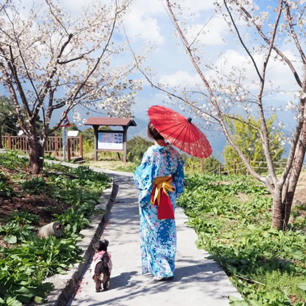 比採草莓更好玩!5大「採橘祕境」:免費試吃到飽、台版濟州島、雪白橘子園 img