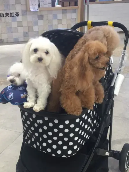 麗寶outlet mall還提供中小型寵物車收費租借服務,讓您可以帶著毛小孩暢遊館內外! - 麗寶outlet mall還提供中小型寵物車收費租借服務,讓您可以帶著毛小孩暢遊館內外!.jpg 麗寶outlet mall還提供中小型寵物車收費租借服務,讓您可以帶著毛小孩暢遊館內外!.jpg