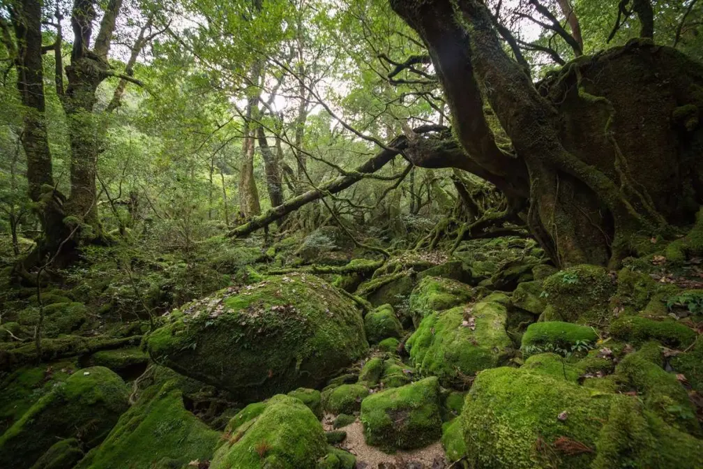 跟著青蛙兒子去日本旅行 蛙旅寫真與實景對照 跟著青蛙兒子去日本旅行 蛙旅寫真與實景對照