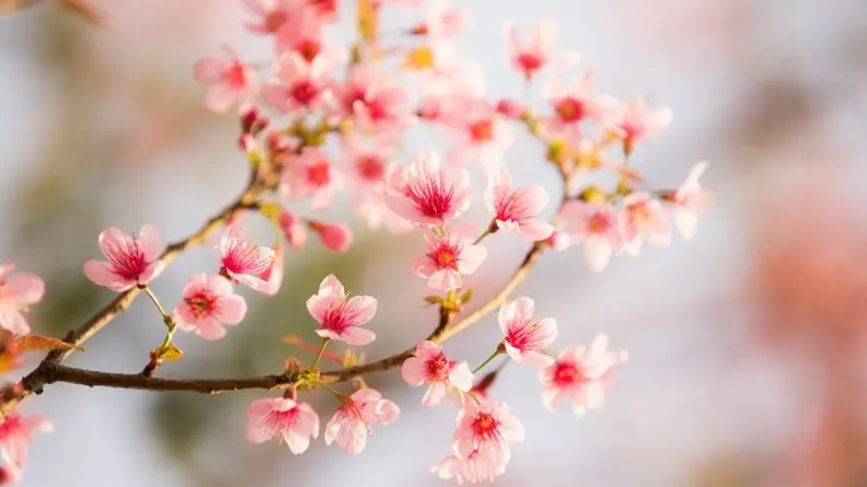 三芝櫻花季 萬棵櫻花齊綻放