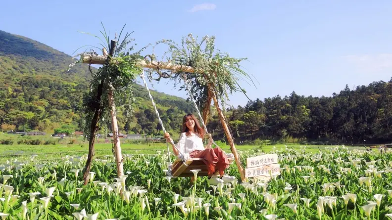 採海芋當網美！12個浪漫打卡熱點全公開