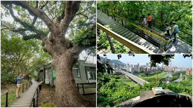 台北最神祕古老綠空間！登百二崁探300年巨樹＋3家必吃道地異國料理