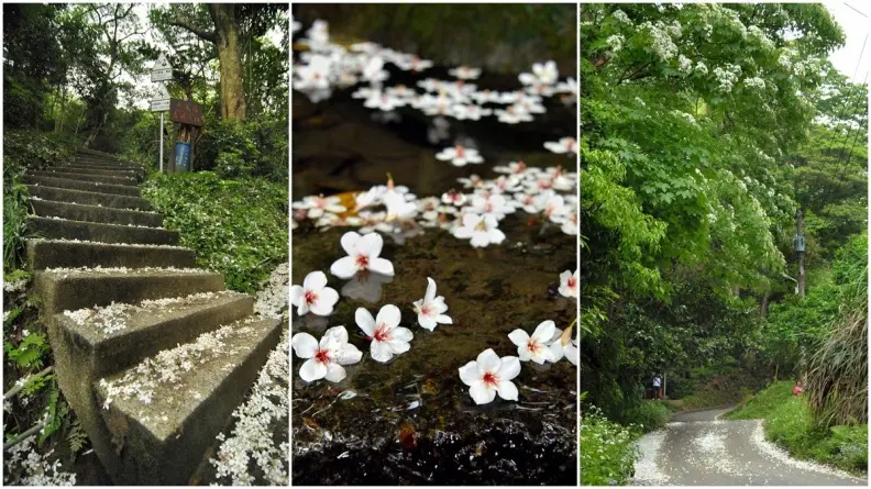 大溪古道賞桐一日遊！湖中土地公廟、金牌包二奶、黑豆干始祖