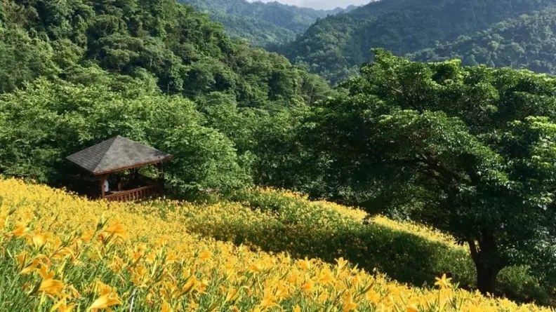 金針花海美景5月大爆發！「黃金花毯」開滿山坡超吸睛