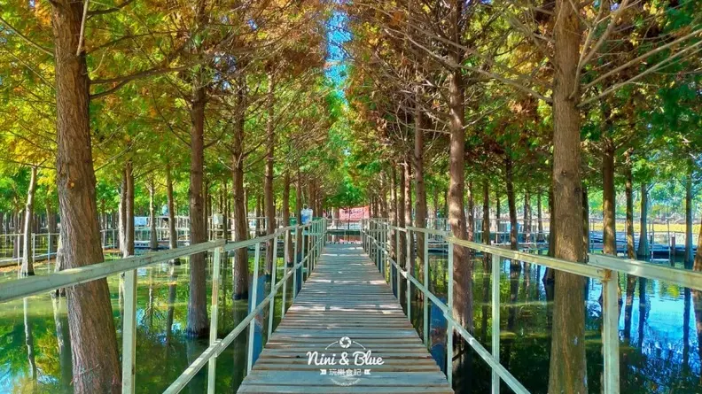 場景都set好了!台中落羽松祕境 「水中木棧道」還可餵魚
