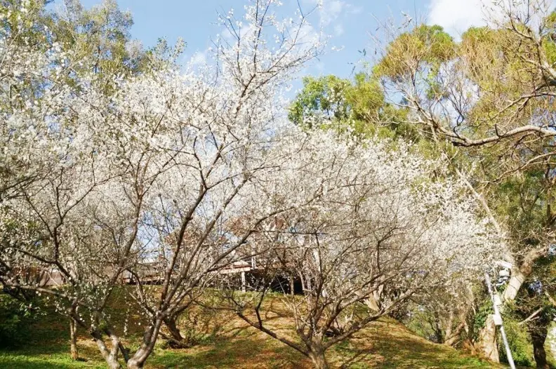 雪白超夢幻！全台5大「梅花祕境」期間限定雪國奇景