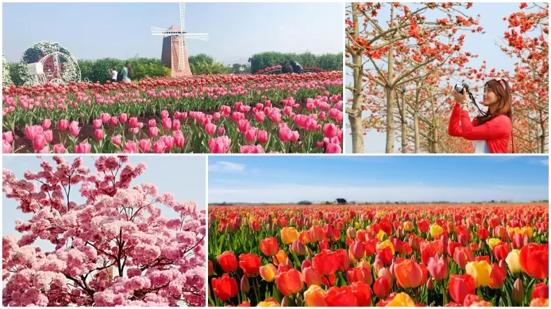 二月最美花海！8個必拍「夢幻櫻花、風鈴木、鬱金香」追花景點
