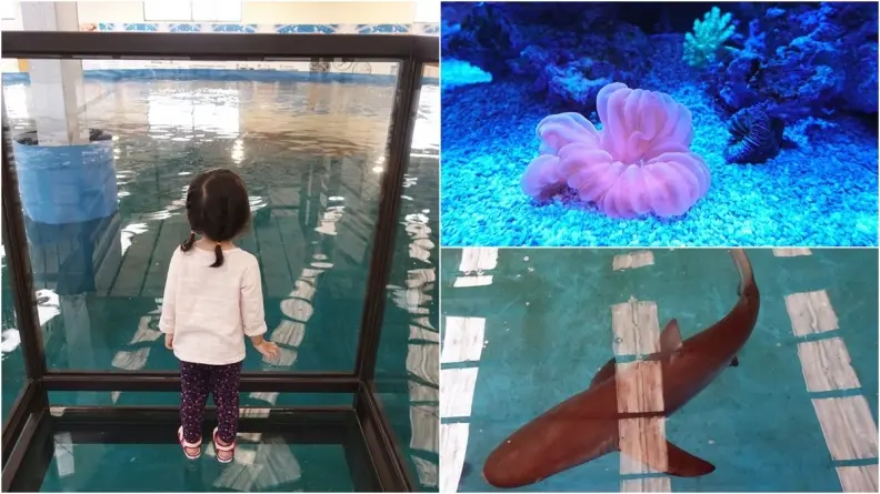 透明觀景台看「鯊魚池」！宜蘭版海生館免門票　還有鯊魚餵食體驗