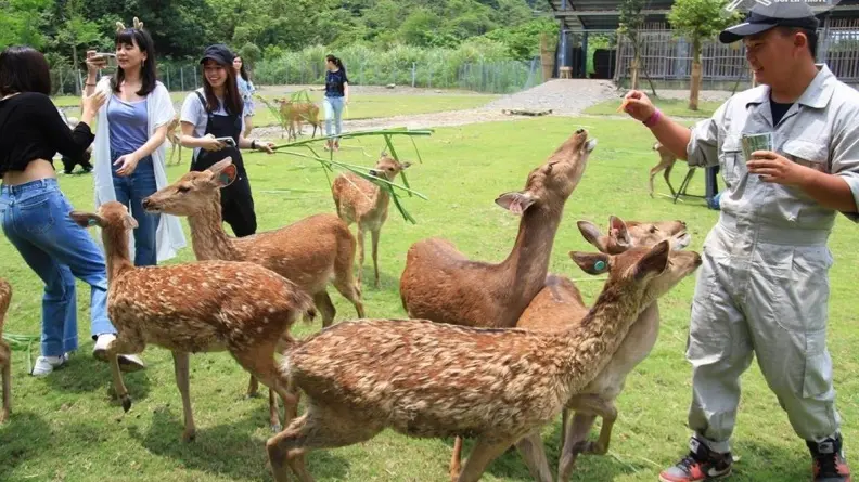 日期確定了！超人氣台版奈良「斑比山丘」地址曝光，6月開放入園