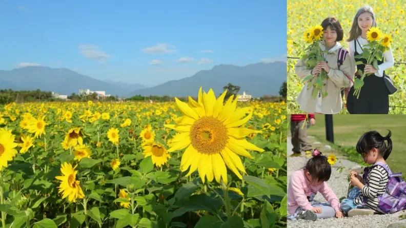 3萬株向日葵免費採！全台最靠近海邊「向日葵花海」一日限定活動