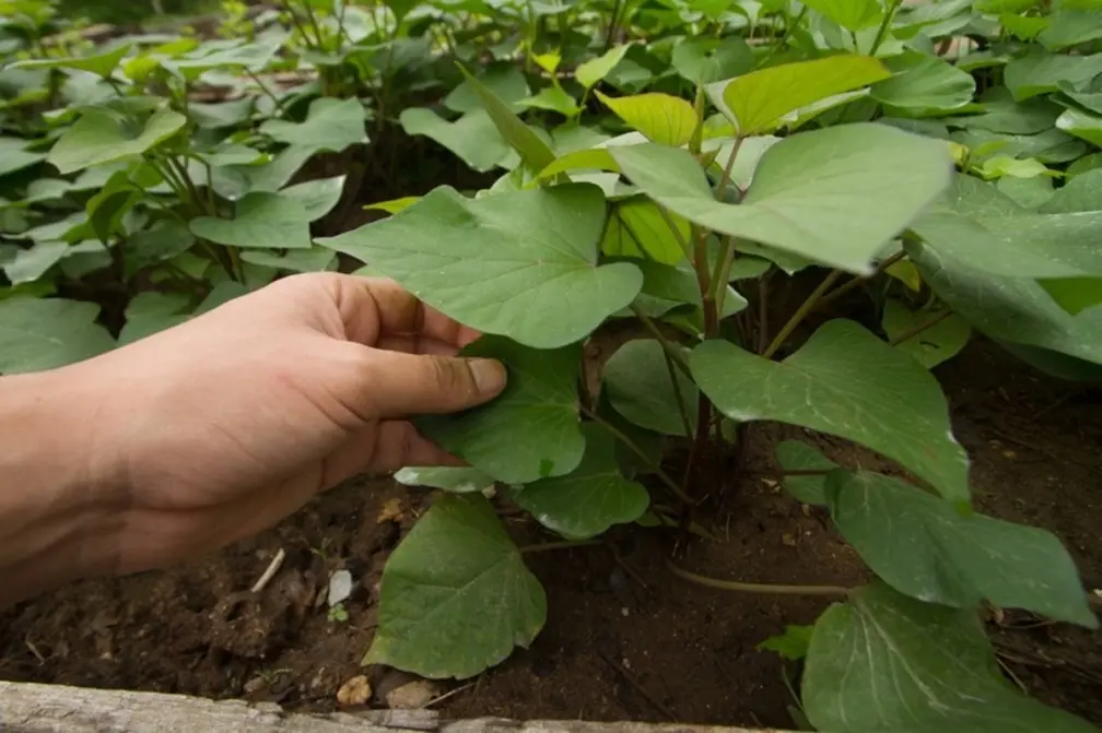 地瓜葉竟然不是地瓜的葉子!醫師揭「豬菜」真實身世,加碼曝多吃4大好處 陽台就是菜園!5款「常備蔬菜」居家種植撇步,辛香料、高營養葉菜輕鬆收成