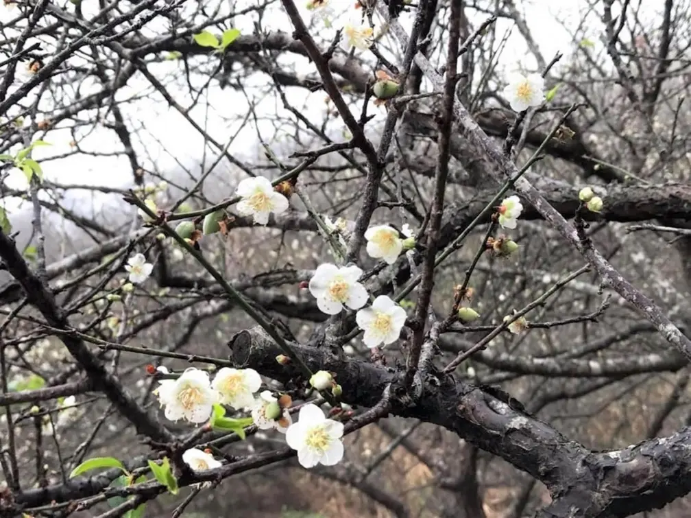 全台最大豪華露營區！高雄４大懶人露營：絕美日落海景、粉紅花海超夢幻