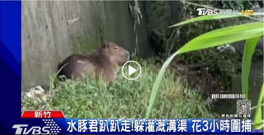 新竹灌溉溝渠驚見「水怪」出沒!圍捕3小時落網身價曝光,還有1隻仍在逃 新竹灌溉溝渠驚見「水怪」出沒!圍捕3小時落網身價曝光,還有1隻仍在逃
