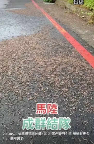 馬陸大軍路上蠕動亂竄！網友嚇喊「大地震前兆」，專家：１原因誘使出土避難