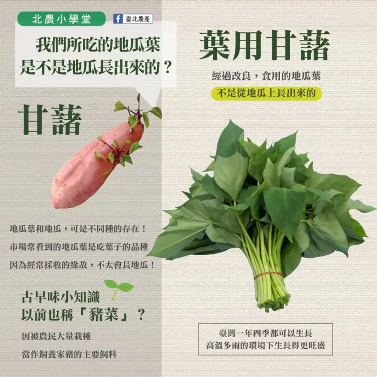 地瓜葉竟然不是地瓜的葉子!醫師揭「豬菜」真實身世,加碼曝多吃4大好處 地瓜葉竟然不是地瓜的葉子!醫師揭「豬菜」真實身世,加碼曝多吃4大好處