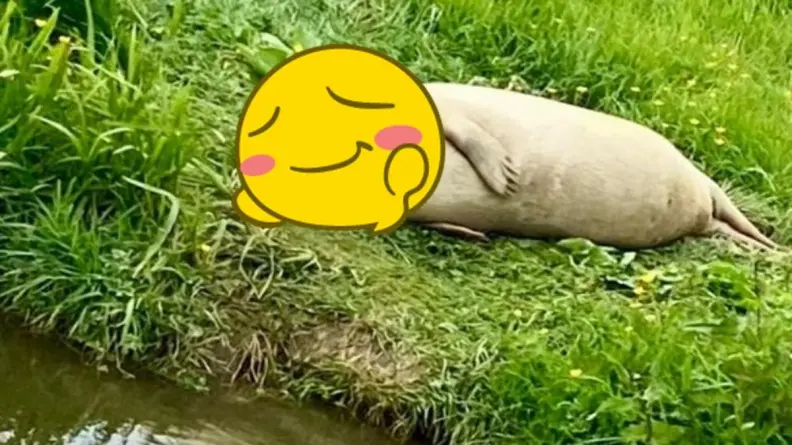 真實版「無所事事小海豹」暴紅！躺河畔睡到微笑萌翻網友，遠看還以為舊沙袋