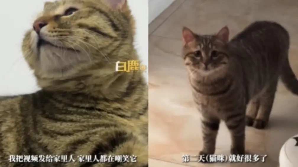 判若兩貓！貓咪偷吃辣火雞麵秒腫成大包子，網友笑瘋：腫了超可愛