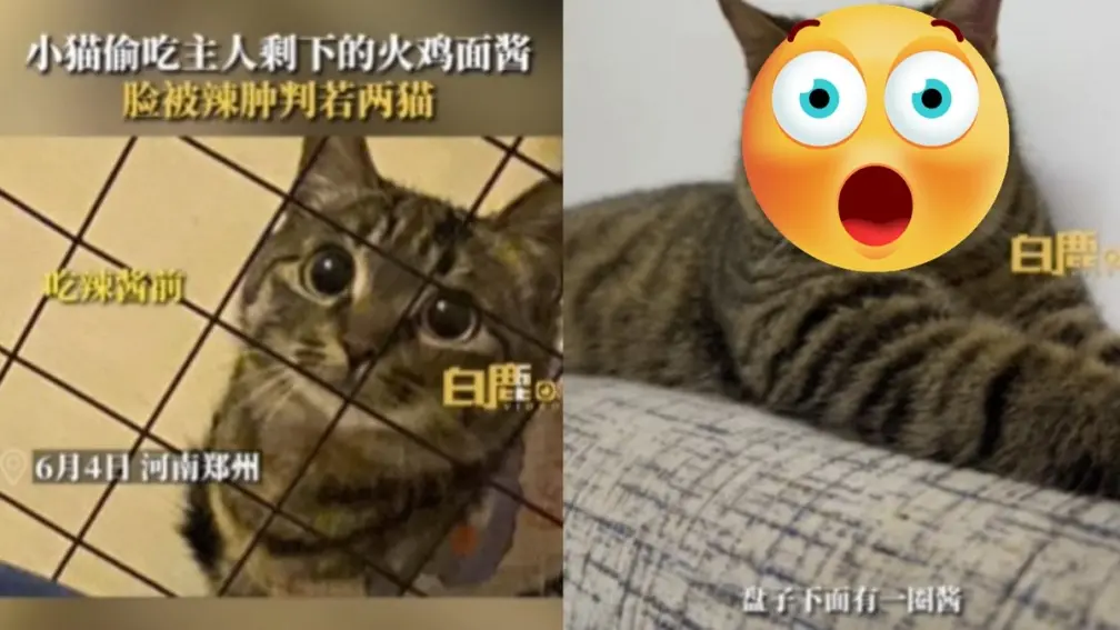 判若兩貓！貓咪偷吃辣火雞麵秒腫成大包子，網友笑瘋：腫了超可愛
