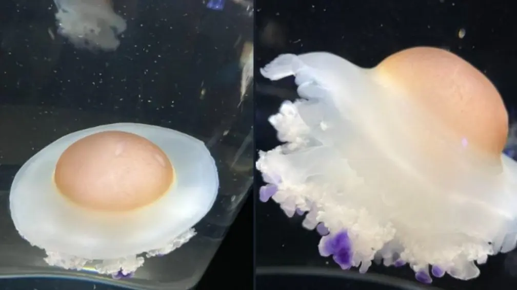荷包蛋掉進水裡?超萌「荷包蛋水母」暴紅,水族館每週幫牠開直播 荷包蛋掉進水裡?超萌「荷包蛋水母」暴紅,水族館每週幫牠開直播