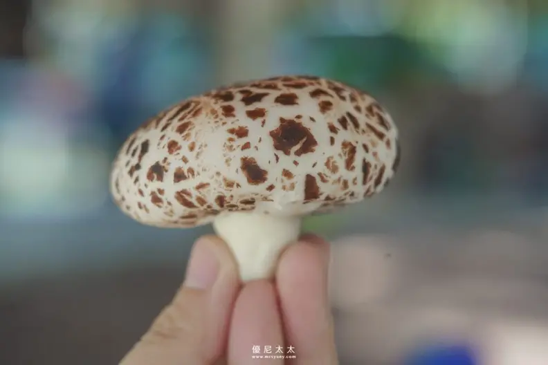 隱藏版親子樂園！台中「菇菇農場」體驗採香菇、現做茶碗蒸，250元１票玩到飽