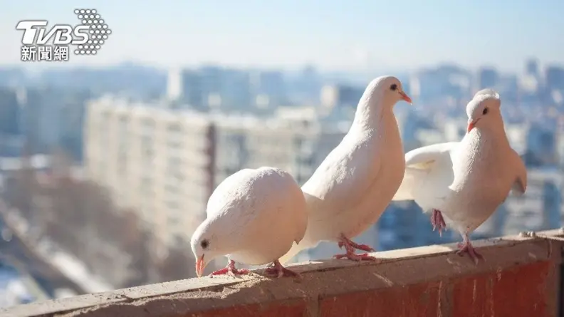 誤把巧克力蛋當自己的寶寶！白鴿溜進超市「孵蛋」，畫面曝光網友瘋傳