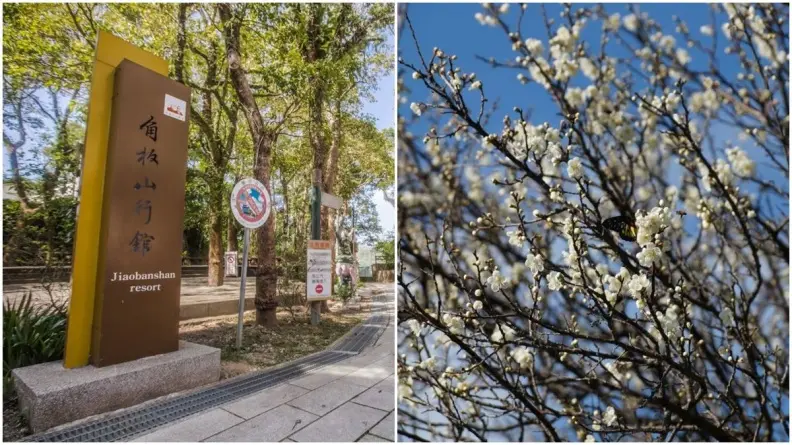 愈冷愈開花!網友最愛全台5大賞梅景點,台中「梅花森林」走花海隧道 愈冷愈開花!網友最愛全台5大賞梅景點,台中「梅花森林」走花海隧道