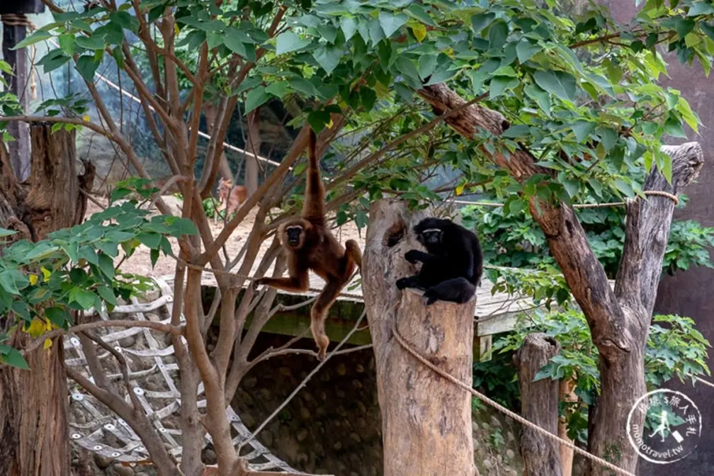 打敗內灣、六福村!「新竹最夯景點」半年吸228萬人,看動物、賞花還能走廟 打敗內灣、六福村!「新竹最夯景點」半年吸228萬人,看動物、賞花還能走廟