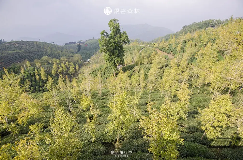 南投景點推薦Top54!免費私房景點、觀光工廠、全球最美自行車道 【南投鹿谷景點】銀杏森林