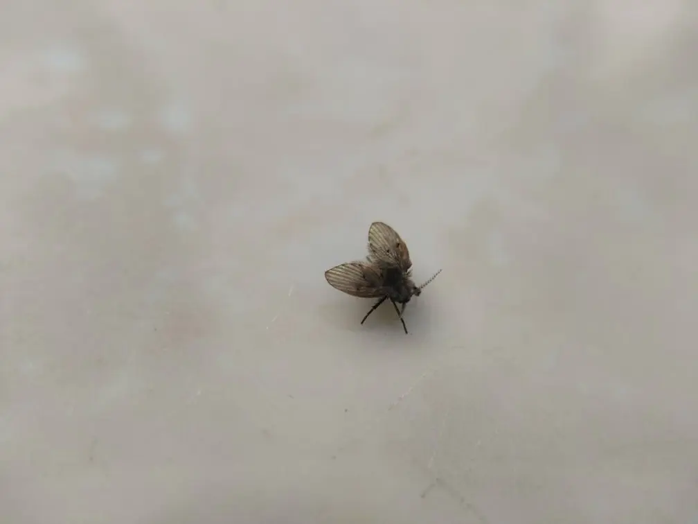 廁所小黑蟲如何消除?環保署曝1招輕鬆消滅蛾蚋,不必使用殺蟲劑、漂白水 廁所小黑蟲如何消除?環保署曝1招輕鬆消滅蛾蚋,不必使用殺蟲劑、漂白水