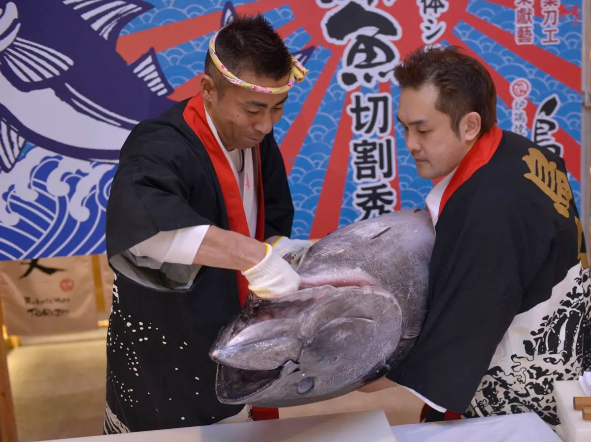 尚青底加!50kg日本冠軍黑鮪魚現殺現吃 尚青底加!50kg日本冠軍黑鮪魚現殺現吃