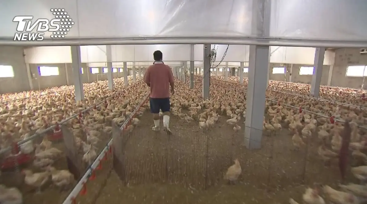 養雞職人千萬打造智慧雞舍 「養」出頂級滴雞精 