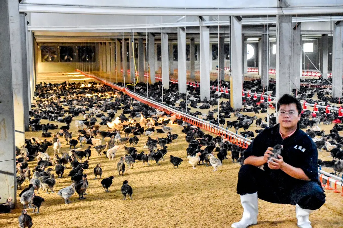 養雞職人千萬打造智慧雞舍 「養」出頂級滴雞精 