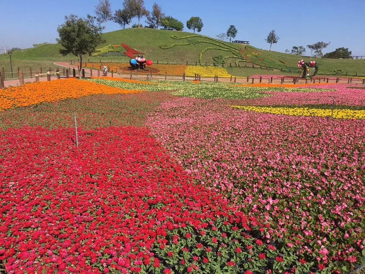 周末到「花毯節」踩點!22公頃、超過10萬株花草爭艷 周末到「花毯節」踩點!22公頃、超過10萬株花草爭艷