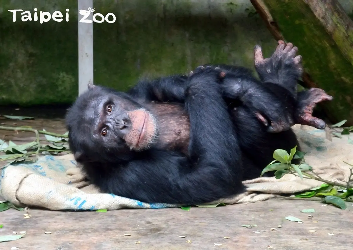 動物園過耶誕!新生寶寶初報到,動物保暖出奇招! 動物園過耶誕!新生寶寶初報到,動物保暖出奇招!