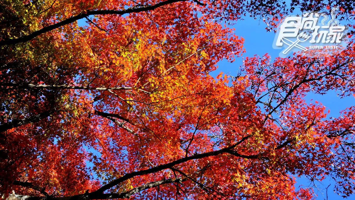 楓葉紅了!連假小旅行,深入4祕境捕捉火紅美景 楓葉紅了!連假小旅行,深入4祕境捕捉火紅美景