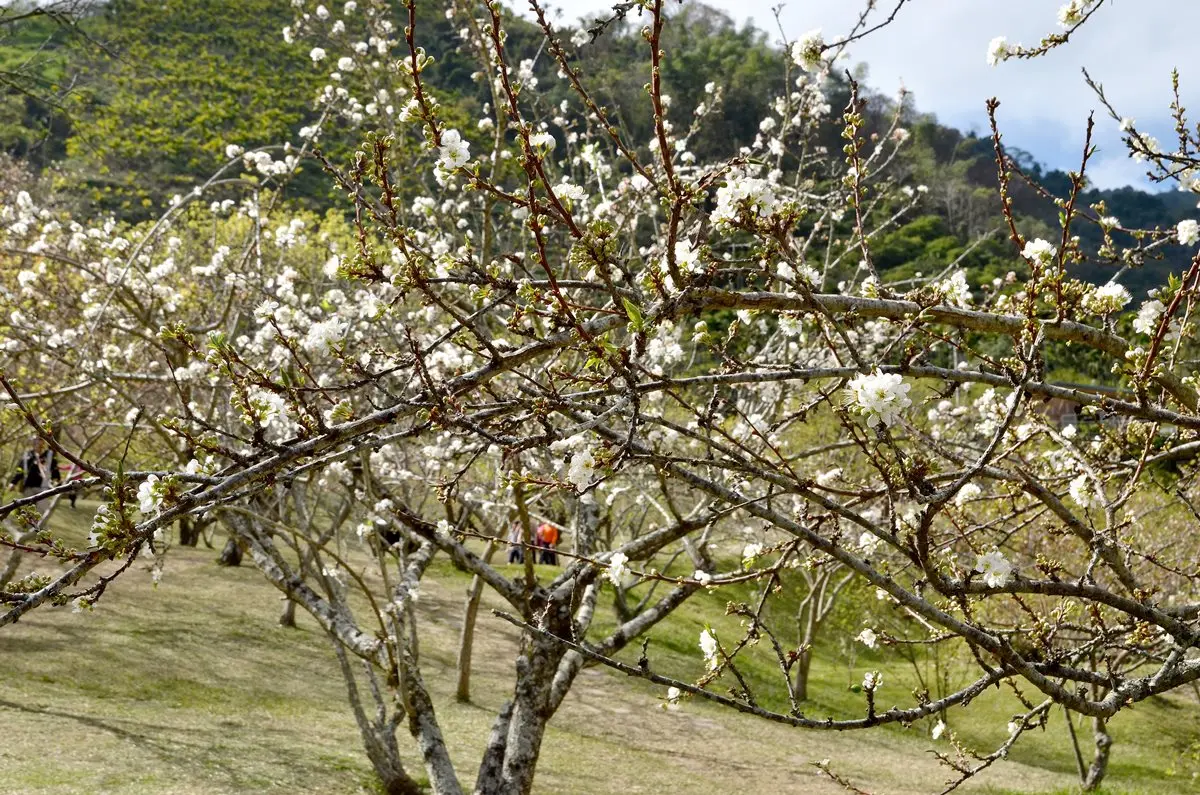 雪白梅花開了!全台5大賞梅秘境 雪白梅花開了!全台5大賞梅秘境