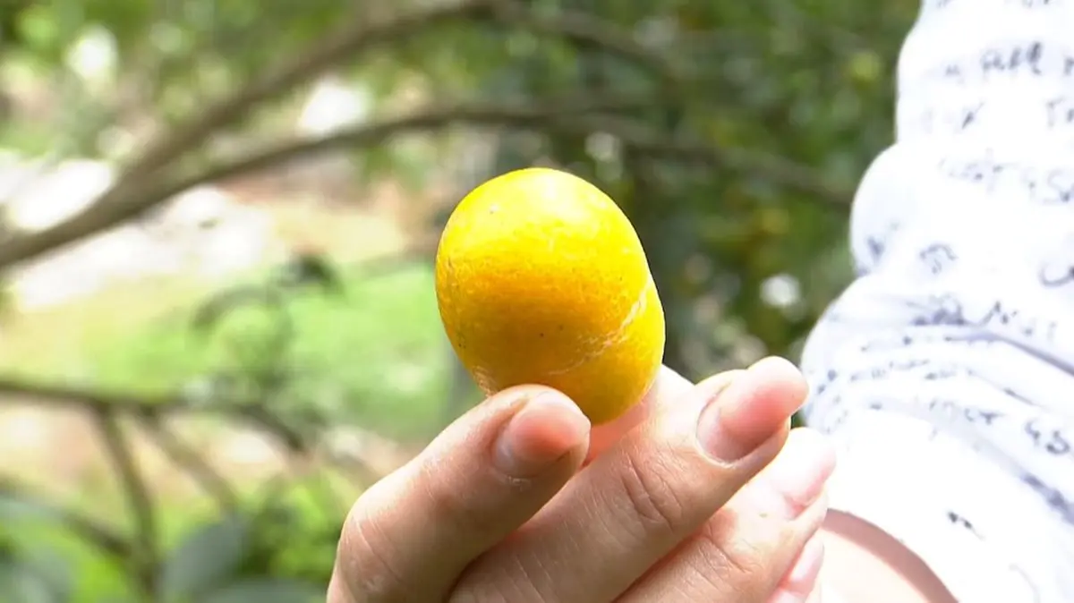 超甜橘子自己採 還可以DIY金棗蜜餞 超甜橘子自己採 還可以DIY金棗蜜餞