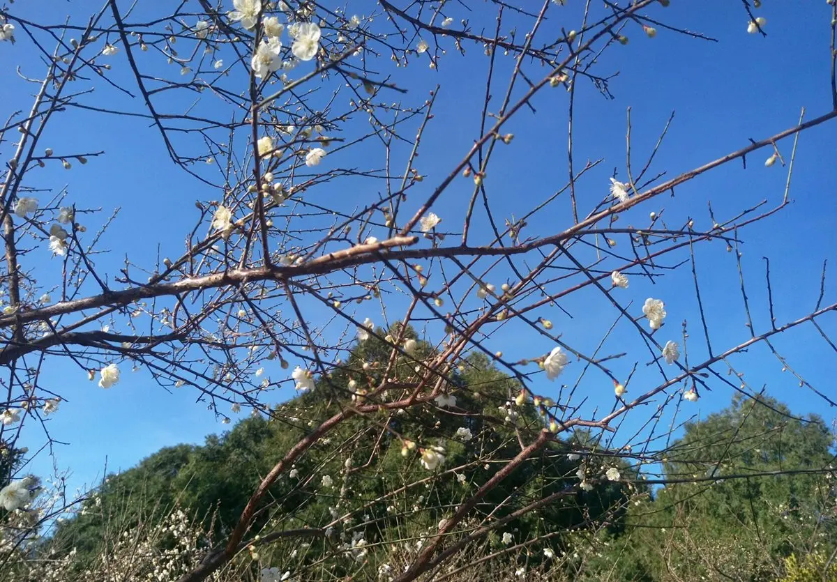 溫泉區再添一處!泡湯、賞梅花還可走新吊橋 溫泉區再添一處!泡湯、賞梅花還可走新吊橋