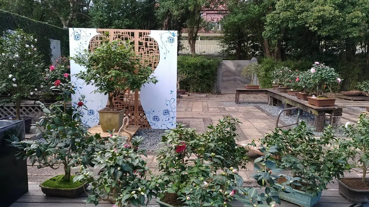 茶花開了！10天限定數千棵優雅爭豔