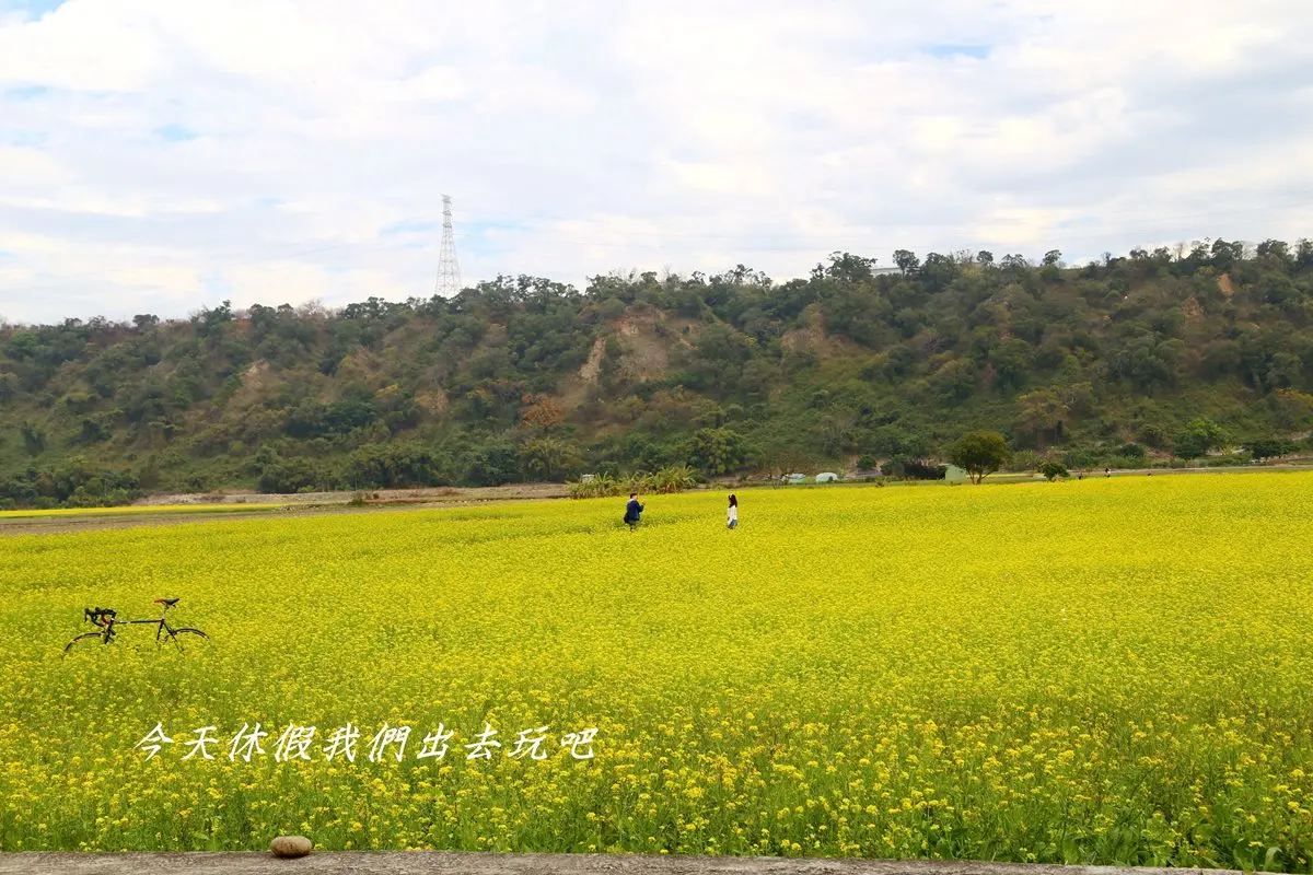 花期倒數！在粉色系波斯菊花海裡迷路好浪漫