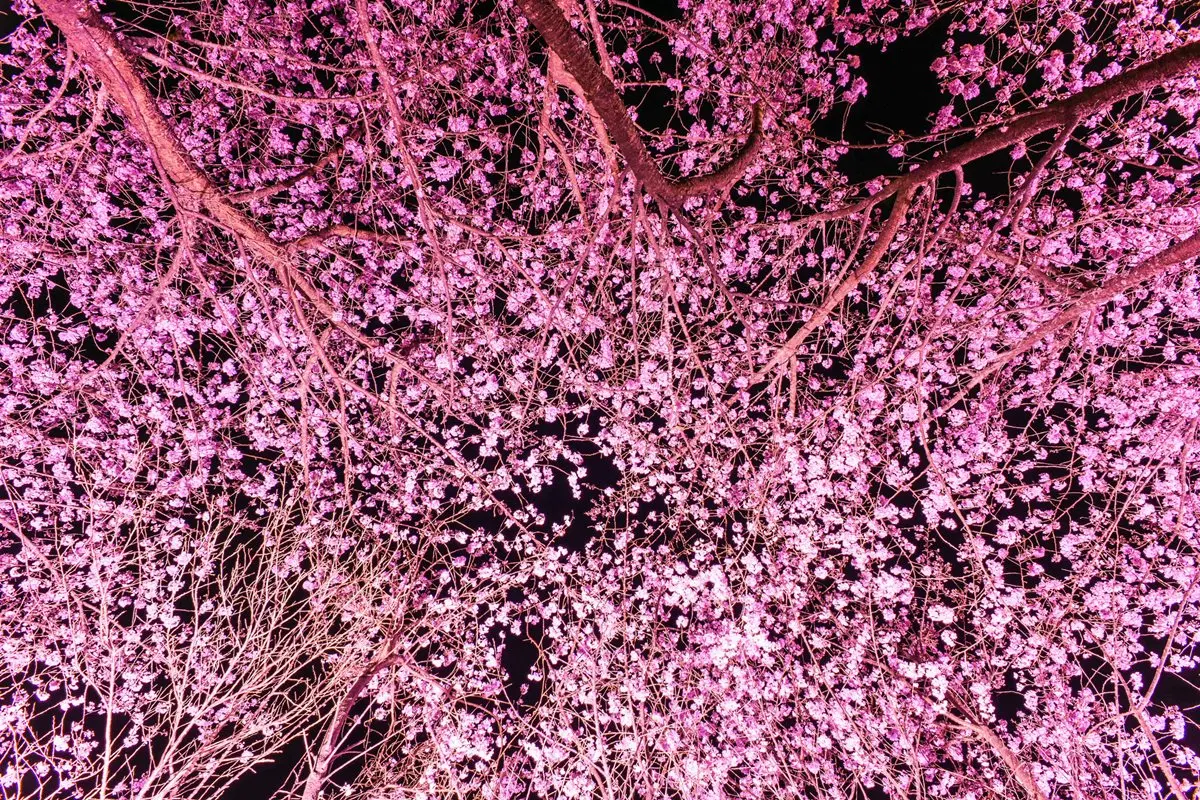免飛日本!台灣這3處「夜櫻」超夢幻 免飛日本!台灣這3處「夜櫻」超夢幻