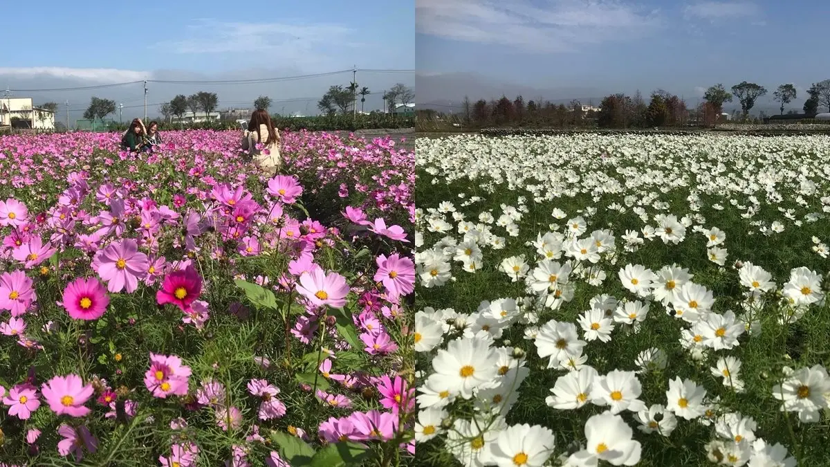 台灣美照搶拍!20萬株鬱金香攻佔IG版面 台灣美照搶拍!20萬株鬱金香攻佔IG版面