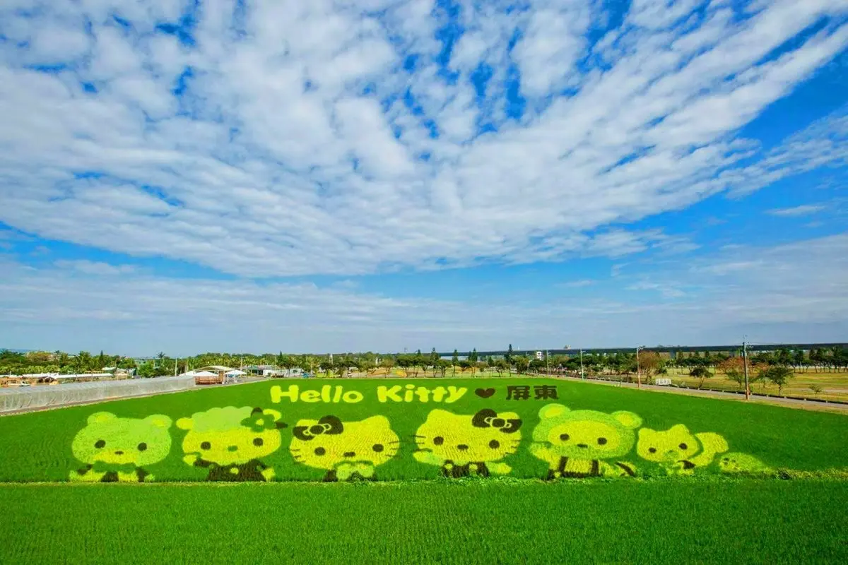 最萌新景點!期間限定Hello Kitty彩繪稻田快搶拍 最萌新景點!期間限定Hello Kitty彩繪稻田快搶拍