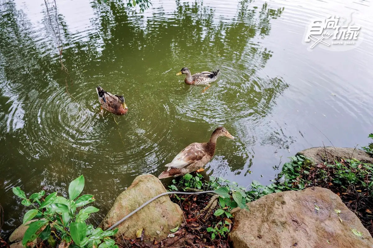 春節好去處  8家「主題農牧場」懶人包