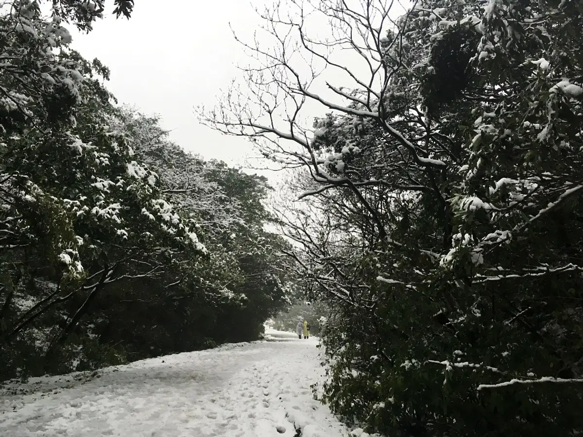 霸王級寒流！3處低海拔賞雪把握這幾天